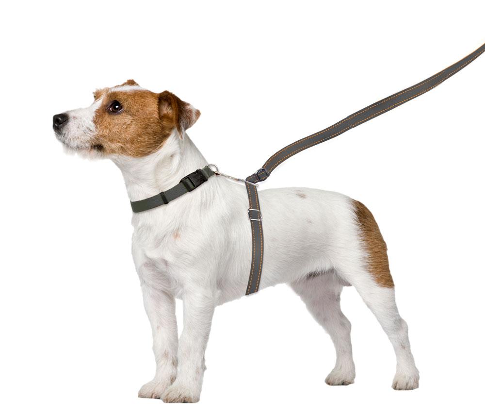 sm-image-1908eda0cfceeb9cde209237 ThunderLeash®