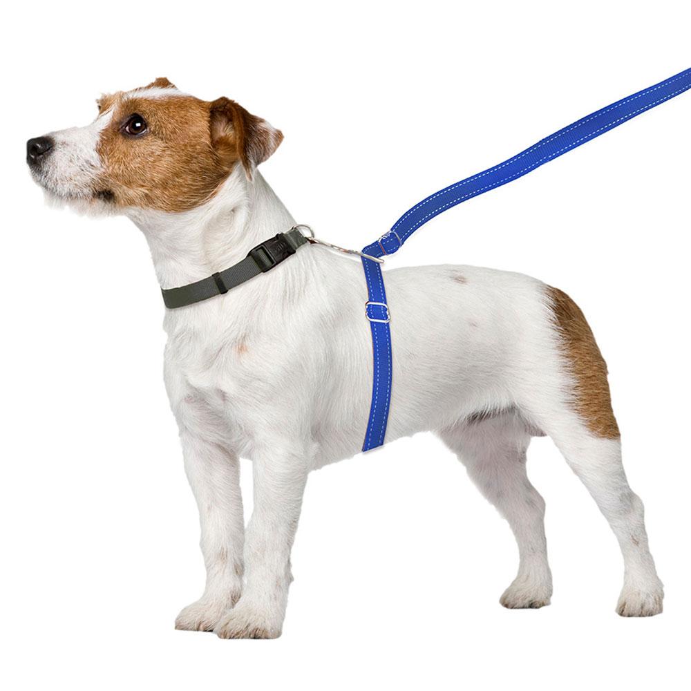 sm-image-5bdc7ce744a9af369a69f0a8 ThunderLeash®