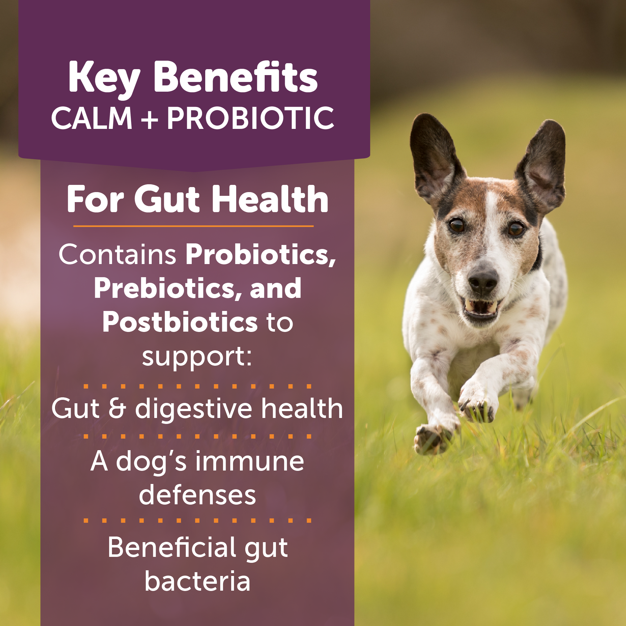 sm-image-ba90739c7f15b9955e8eb67a ThunderBites® Calm + Probiotic Daily Soft Chews for Dogs